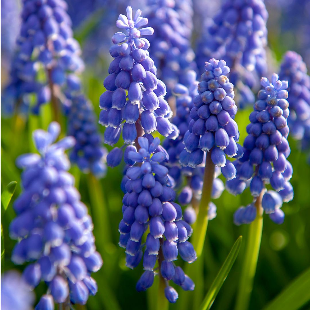 Muscari - Armeniacum, BONUS 40 Pack