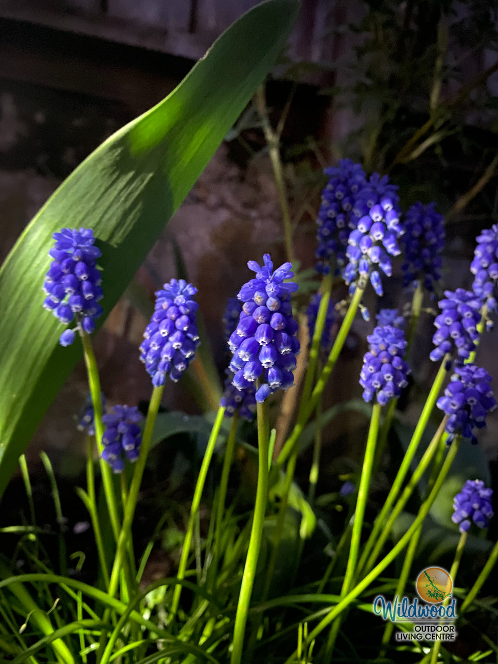 Muscari - Night Eyes, 10 Pack