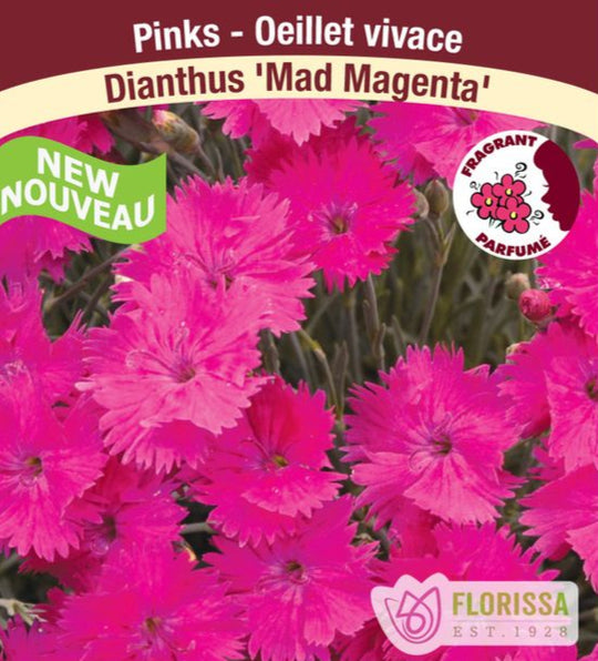 Dianthus - Mad Magenta, 1 Pack