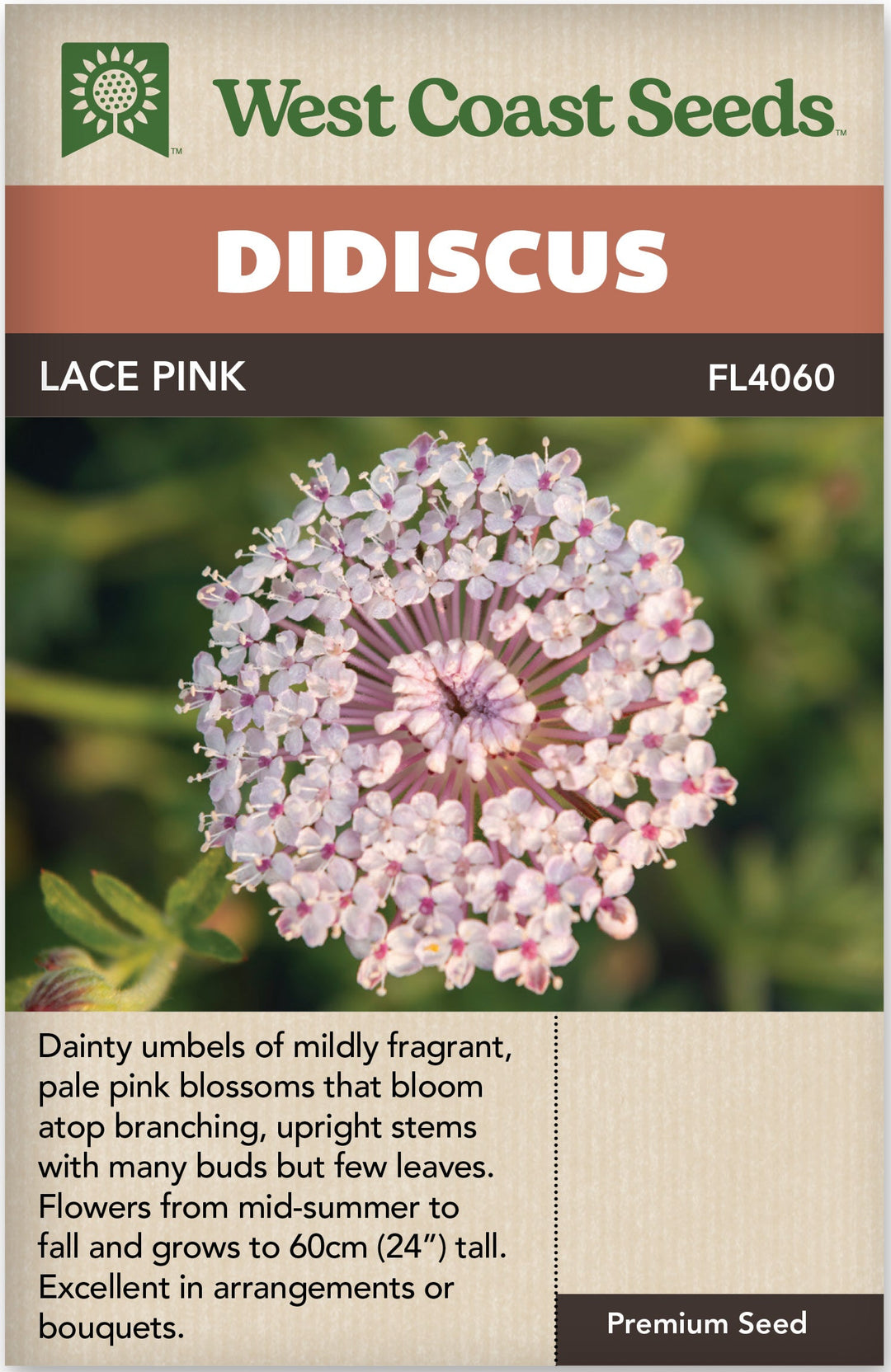 Didiscus Lace Pink - West Coast Seeds