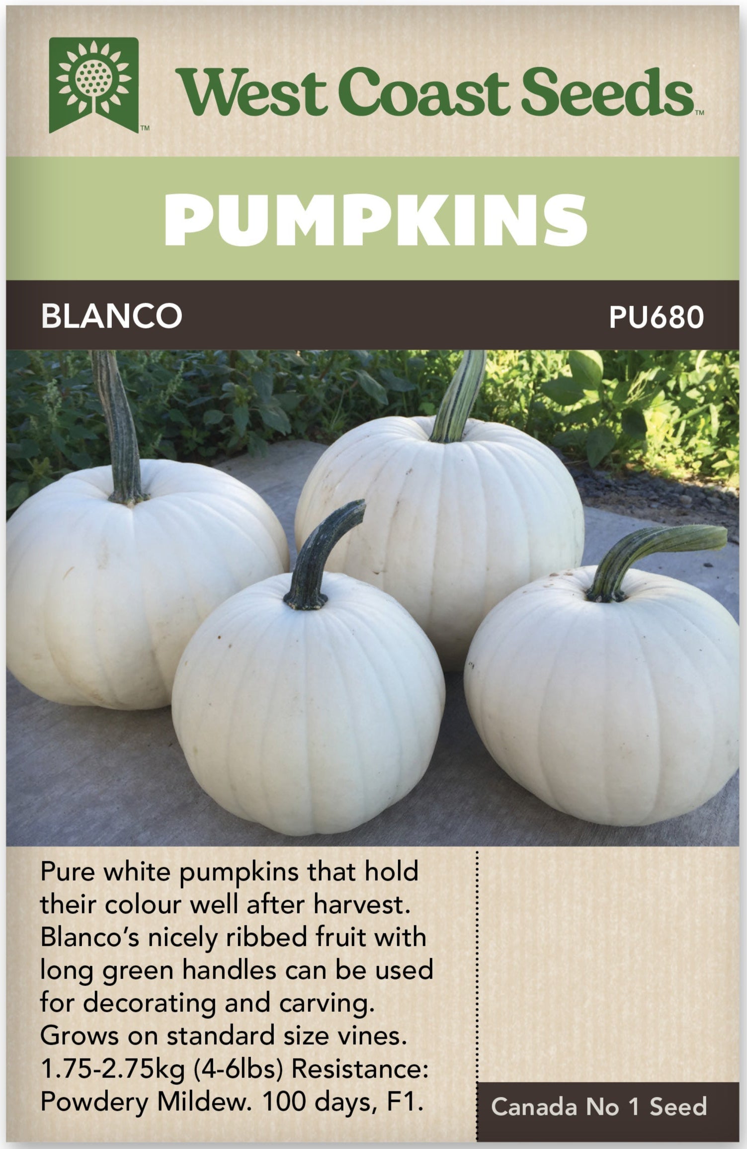 Pumpkin Blanco - West Coast Seeds