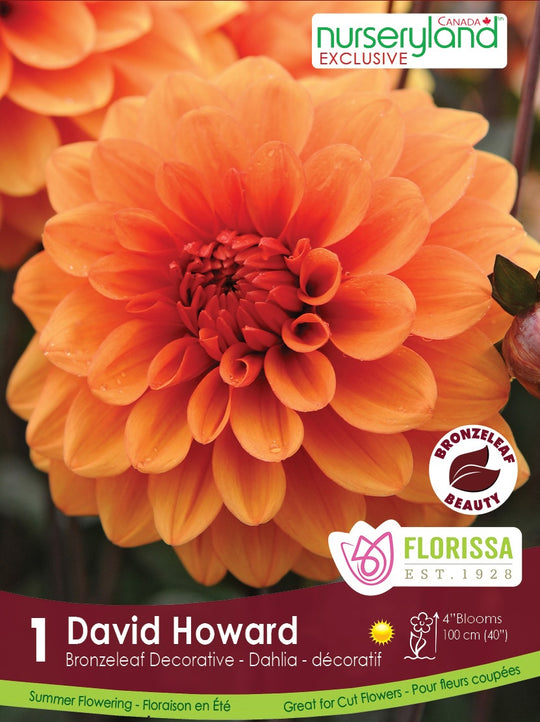 Dahlia - David Howard