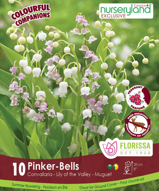 Convallaria - Pinker Bells, Colourful Companions 6 Pack