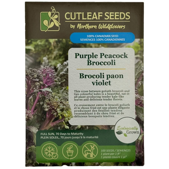 Broccoli Purple Peacock - Northern Wildflowers