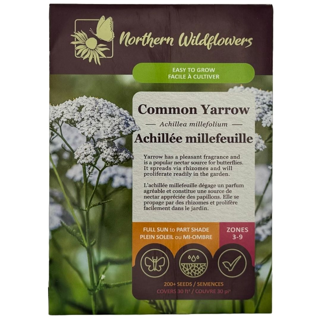 Common Yarrow - Northern Wildflowers