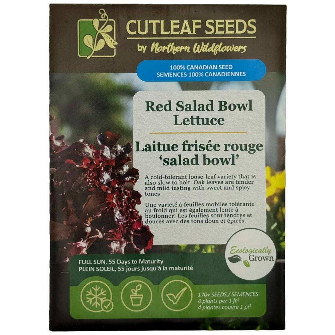 Lettuce Red Salad Bowl - Northern Wildflowers