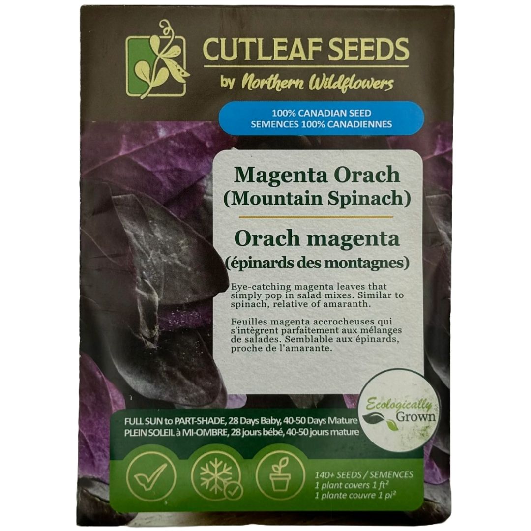 Orach Magenta (Mountain Spinach) - Northern Wildflowers