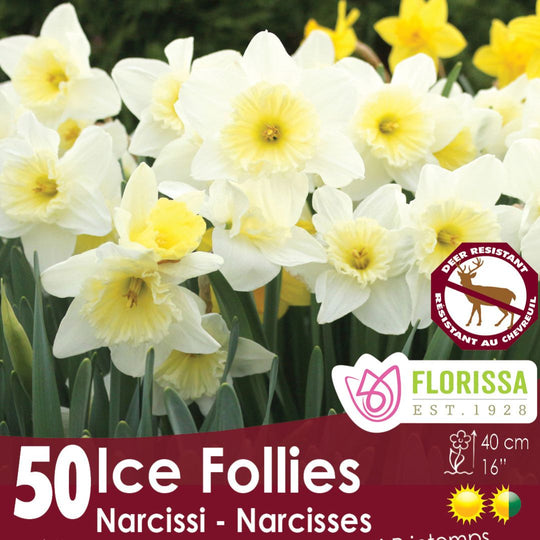 Narcissus - Ice Follies - Mesh Bag, 50 Pack