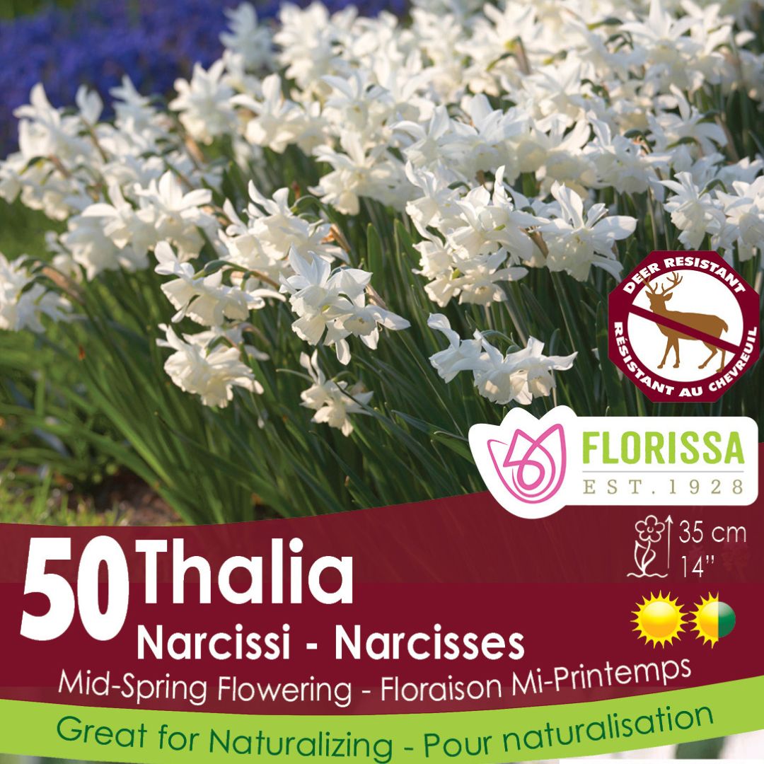 Narcissus - Thalia - Mesh Bag, 50 Pack