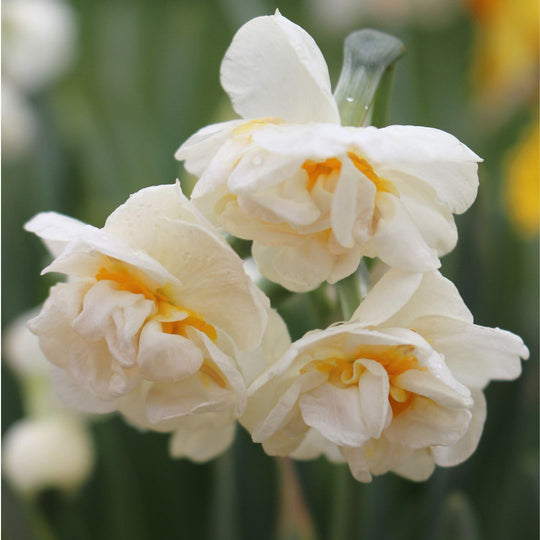 Narcissus - Bridal Crown, 5 Pack