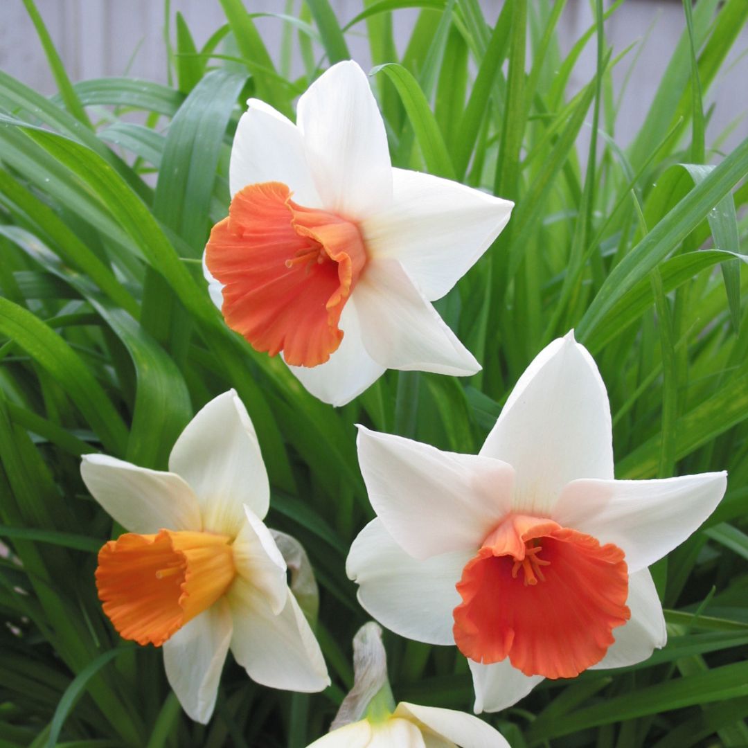 Narcissus - Chromacolor | Cupped Narcissi | 5 Pack – Wildwood