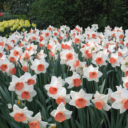 Narcissus - Chromacolor, 5 Pack