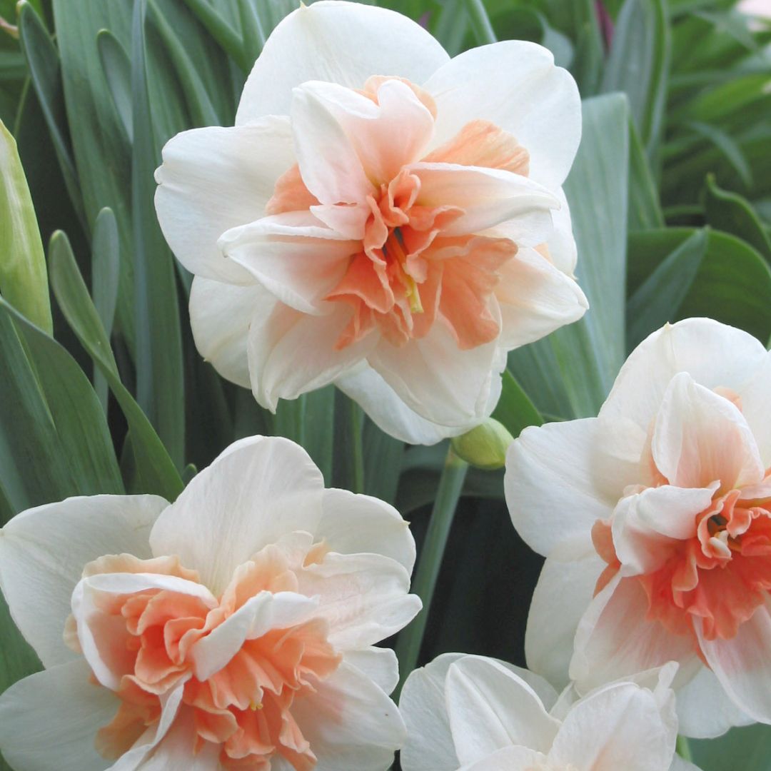 Narcissus Double Daffodil Delnashaugh Fall Planting Bulb