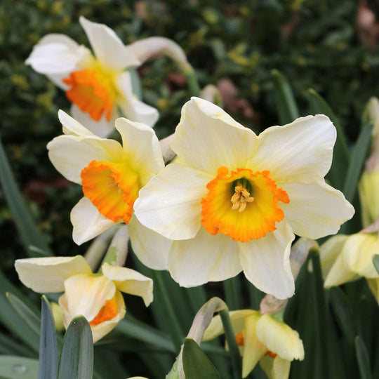 Narcissus - Flower Record, 5 Pack