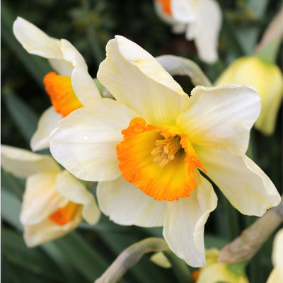 Narcissus - Flower Record, 5 Pack