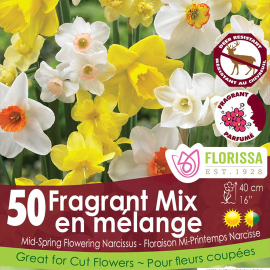 Narcissus - Fragrant Mix - Mesh Bag, 50 Pack