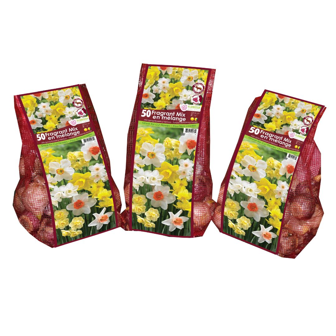 Narcissus - Fragrant Mix - Mesh Bag, 50 Pack