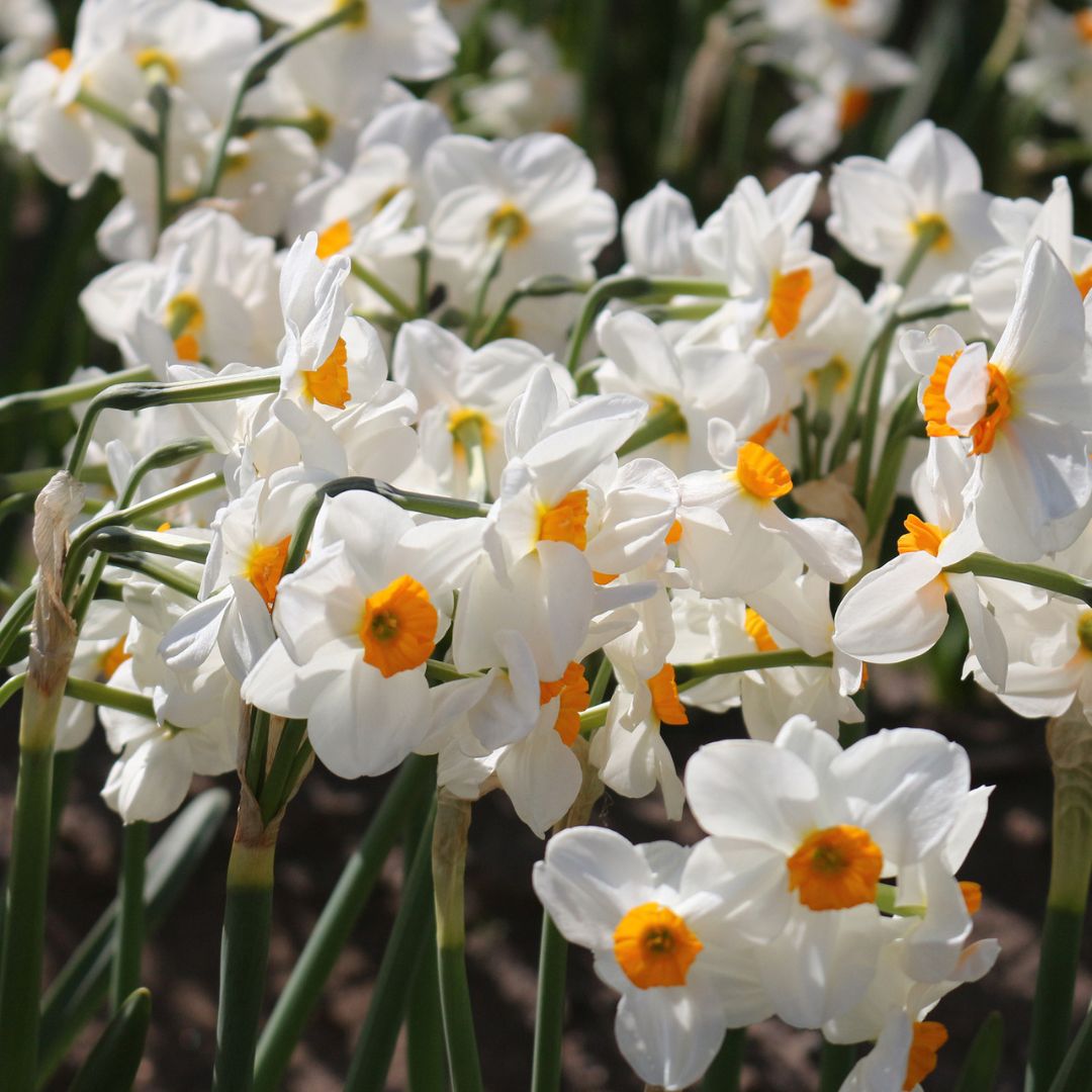 Narcissus - Geranium, 5 pack