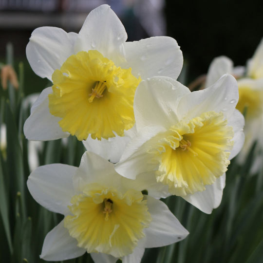 Narcissus - Ice Follies, 5 Pack