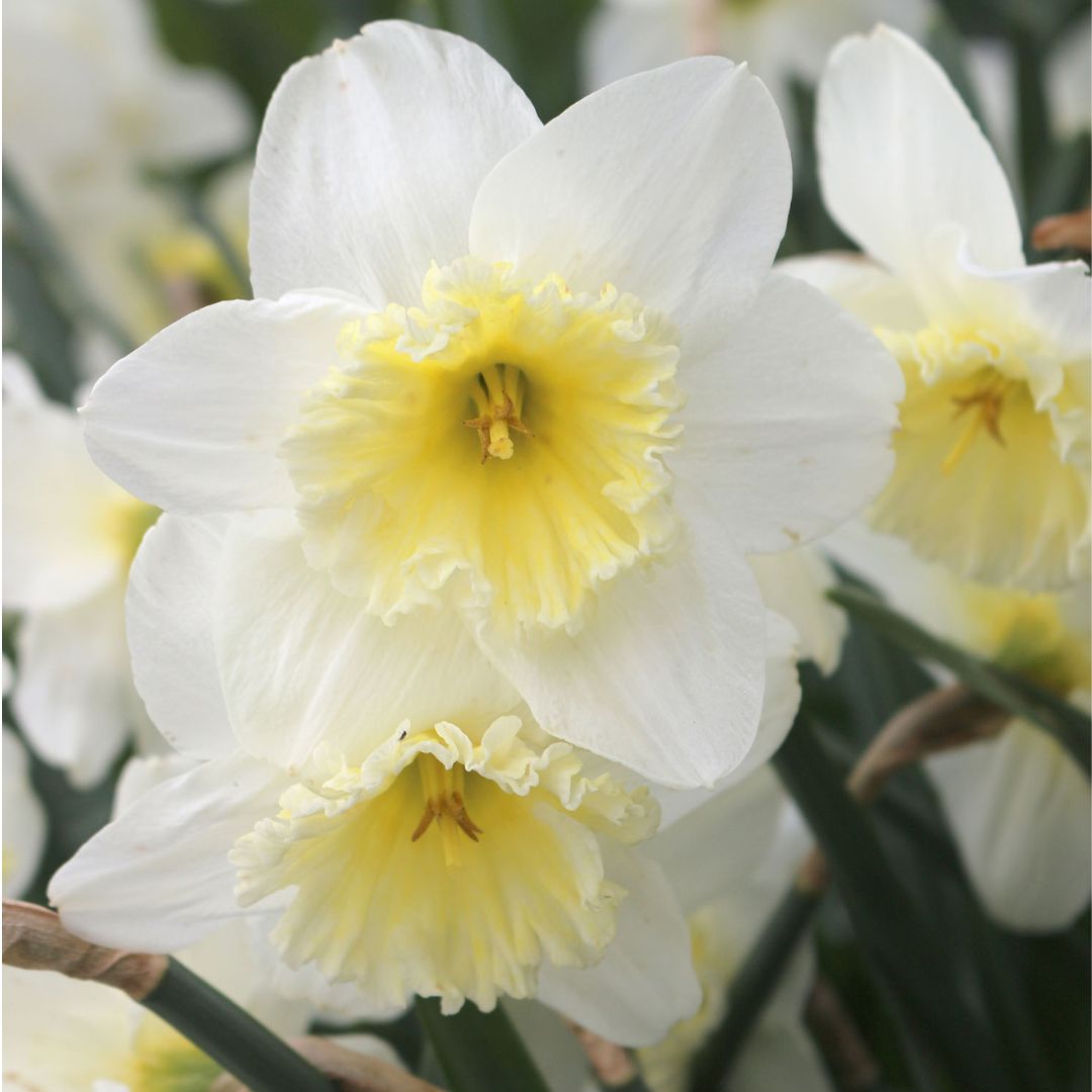 Narcissus - Ice Follies, 5 Pack