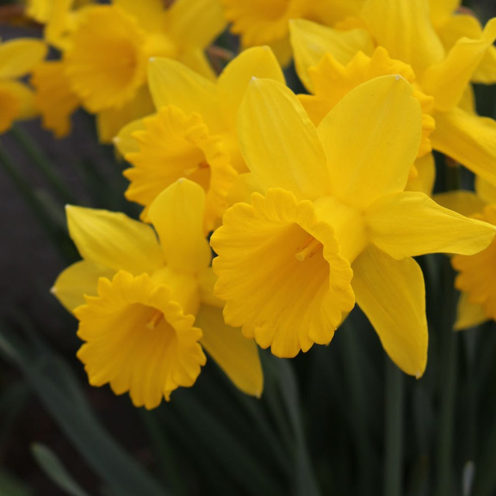 Narcissus - King Alfred Type, BONUS 20 Pack
