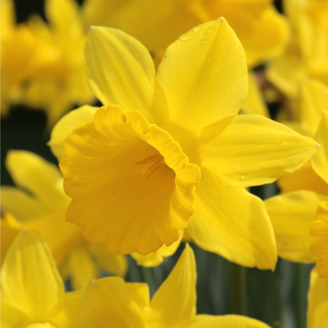 Narcissus - King Alfred Type, BONUS 20 Pack