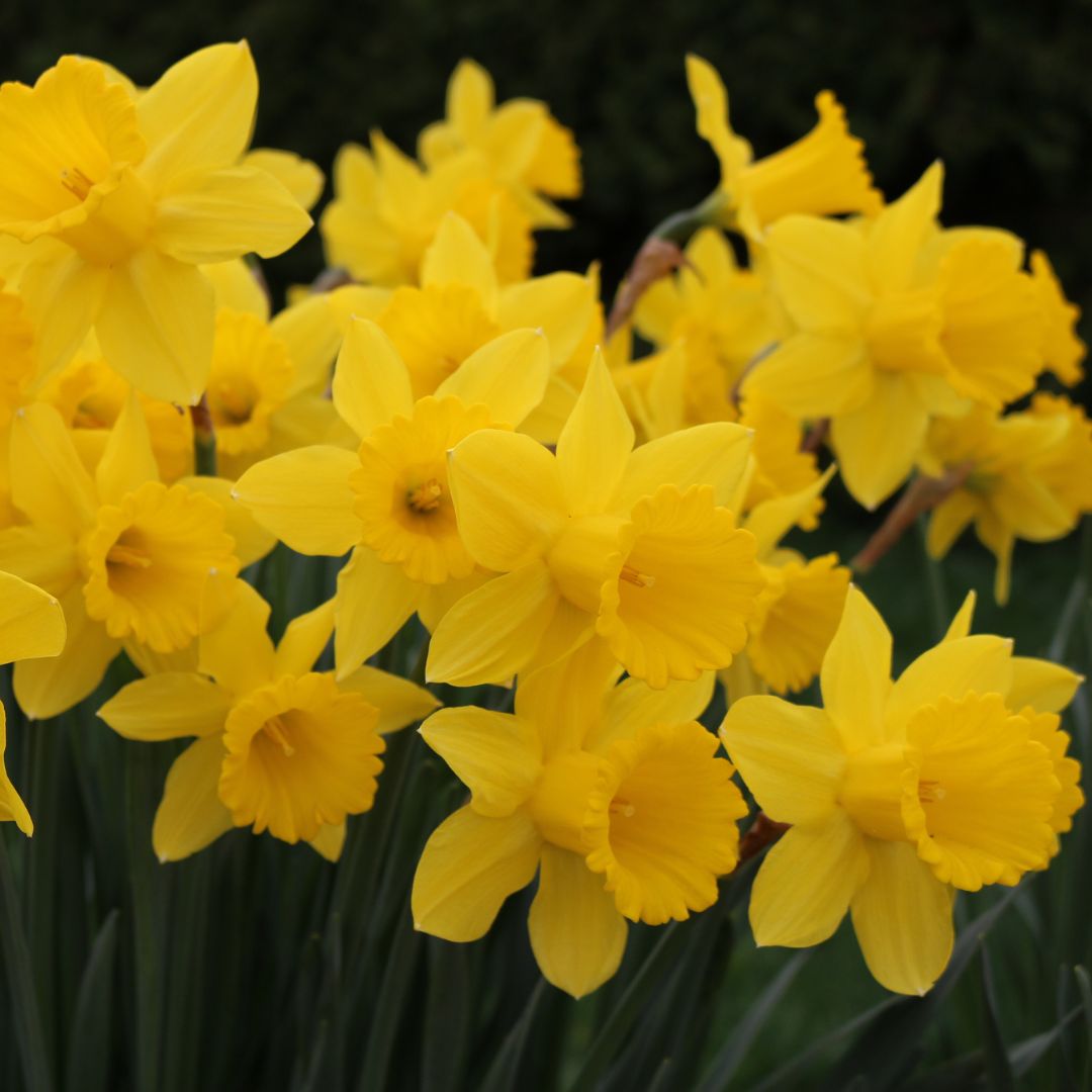 Narcissus - King Alfred Type, BONUS 20 Pack