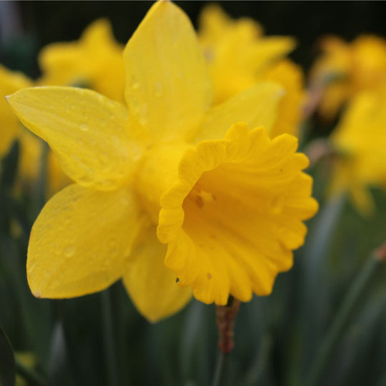 Narcissus - King Alfred Type, BONUS 20 Pack