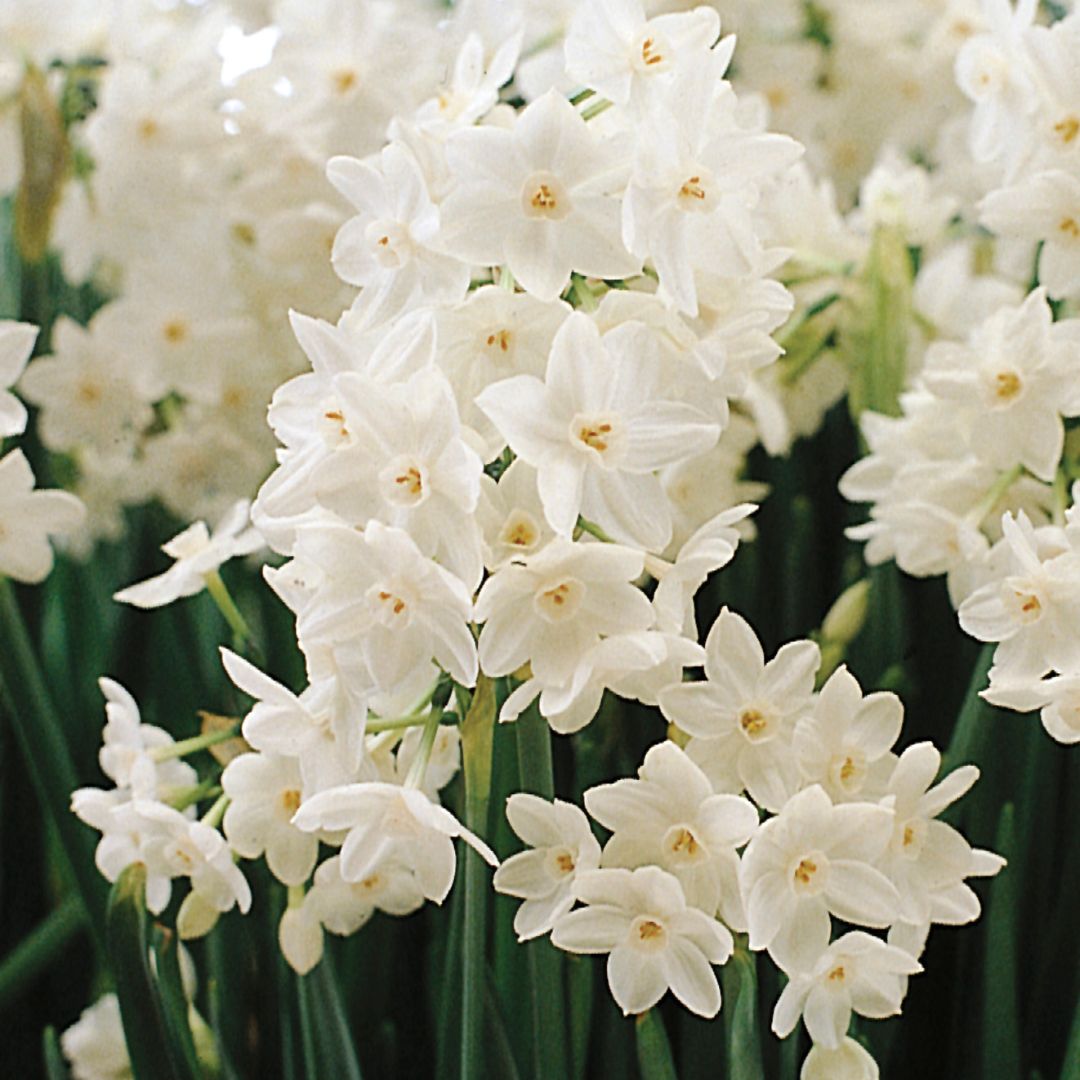 Narcissus - Paperwhite Ziva (Indoor) - BONUS 5 Pack