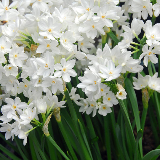 Narcissus - Paperwhite Ziva (Indoor)