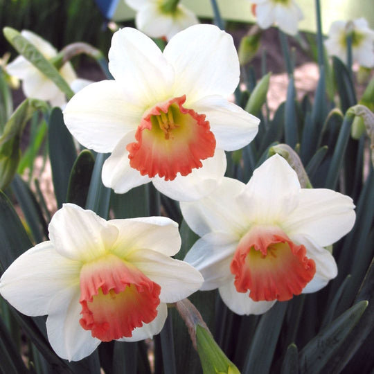 Narcissus - Pink Charm, 5 Pack