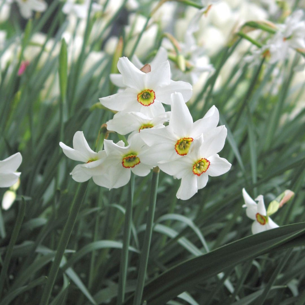 Narcissus - Poeticus Recurvus, 5 Pack