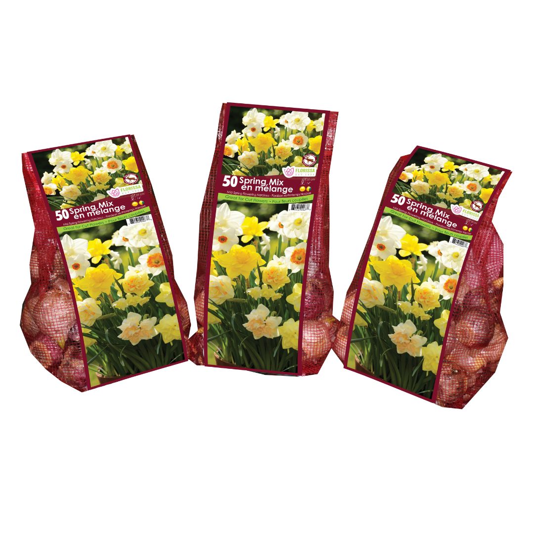 Narcissus - Spring Mix - Mesh Bag, 50 Pack