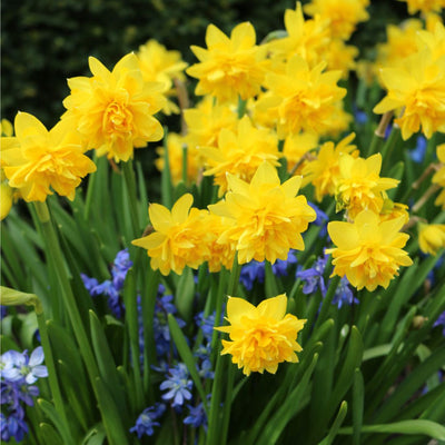 Narcissus, Double - Tete a Tete Boucle, 5 Pack
