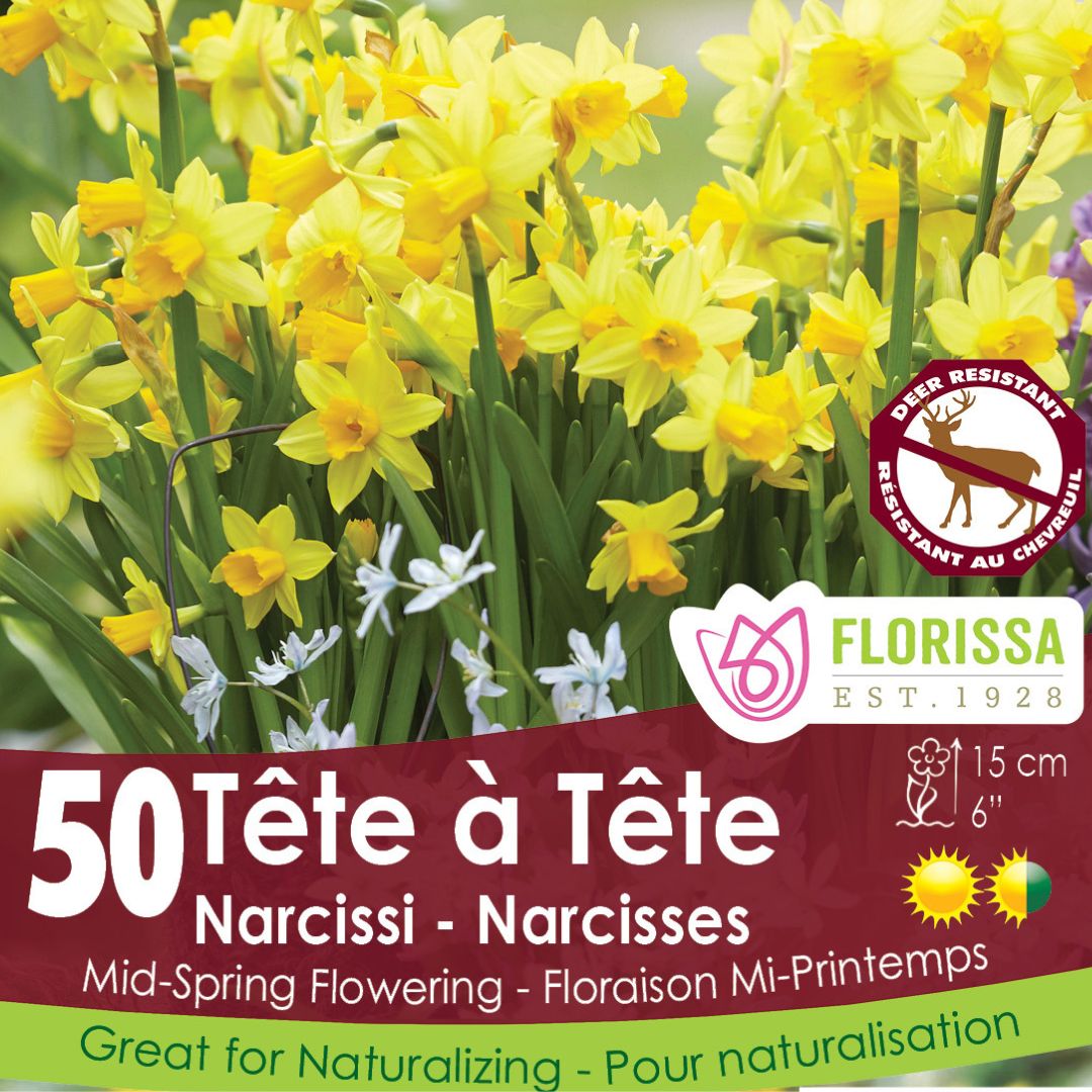 Narcissus - Tete a Tete - Mesh Bag, 50 Pack