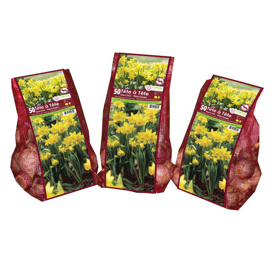 Narcissus - Tete a Tete - Mesh Bag, 50 Pack