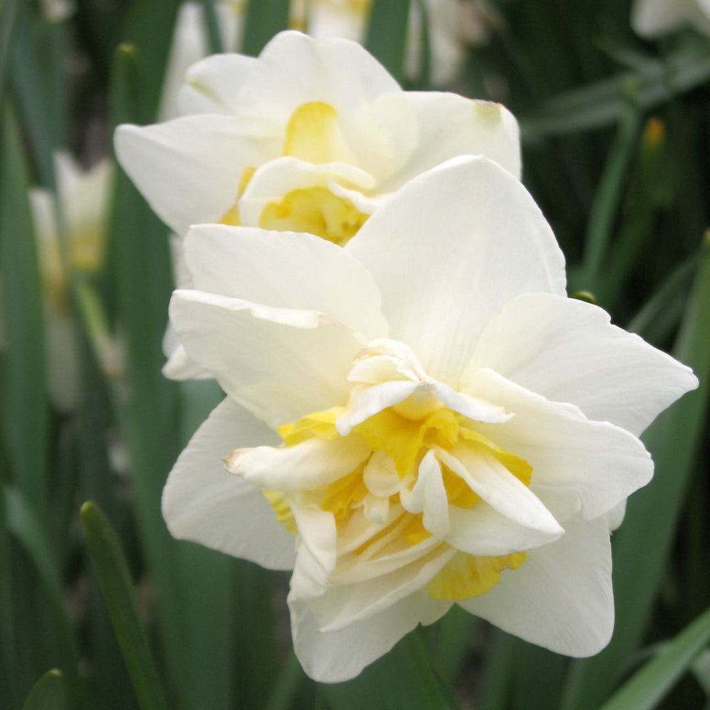 Narcissus, Double - White Lion, 5 Pack