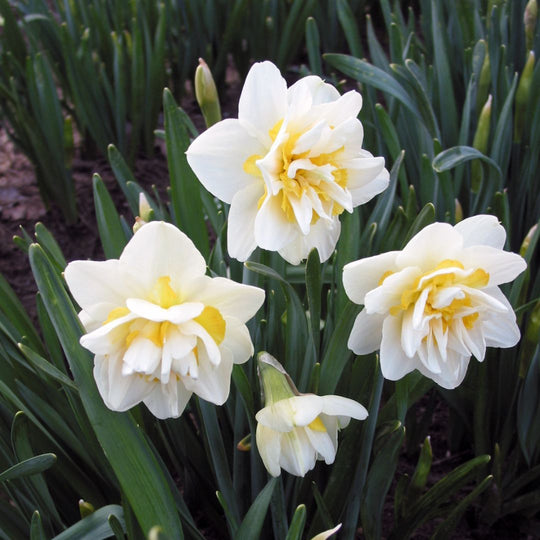 Narcissus, Double - White Lion, 5 Pack