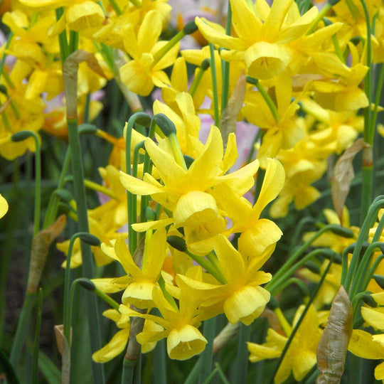 Narcissus (Mini) - Yellow Ocean, 10 Pack