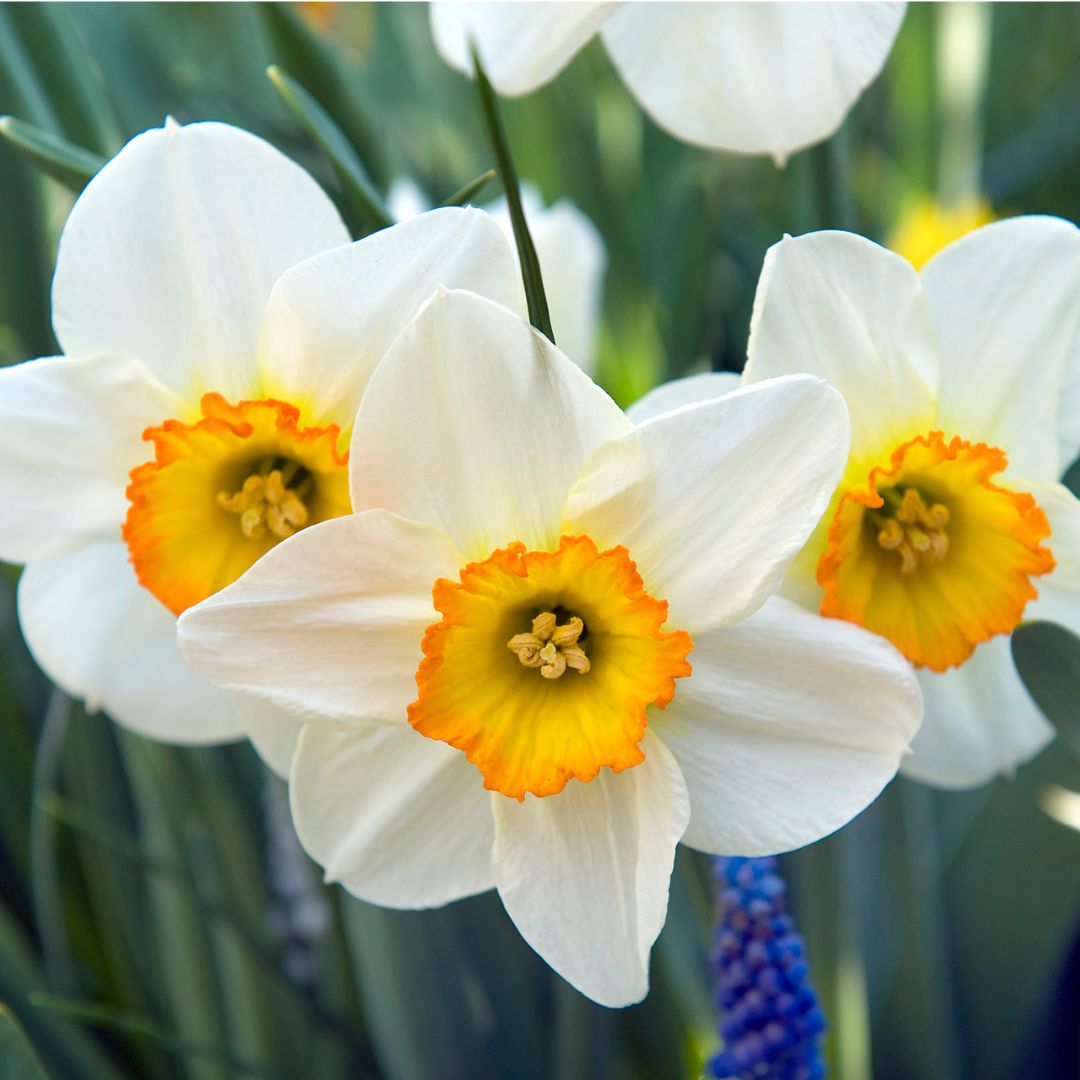 Narcissus - Flower Record, 5 Pack