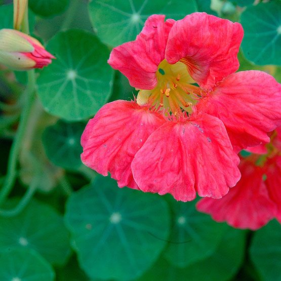 Nasturtium Dwarf Cherry Rose - Pacific Northwest Seeds