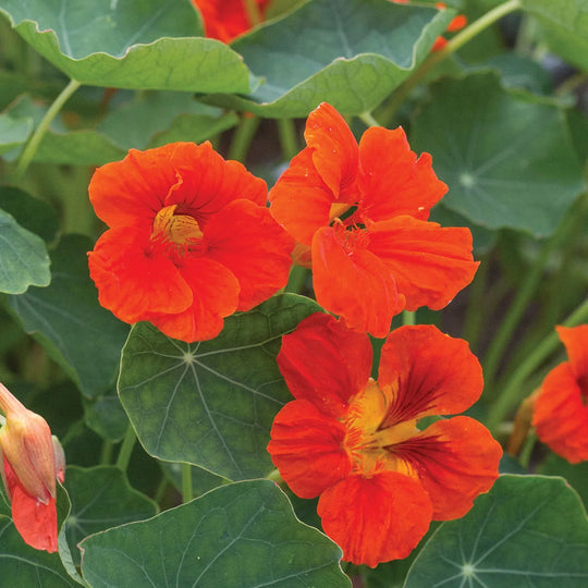 Nasturtium Empress of India - Burpee Seeds