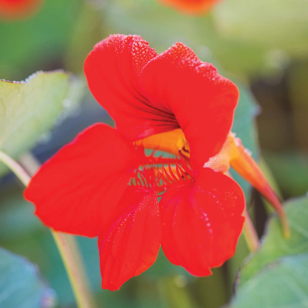 Nasturtium Empress of India - Burpee Seeds