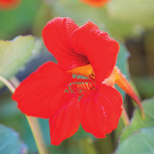 Nasturtium Empress of India - Burpee Seeds