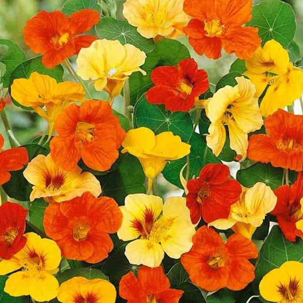 Nasturtium Whirlybird - Pacific Northwest Seeds