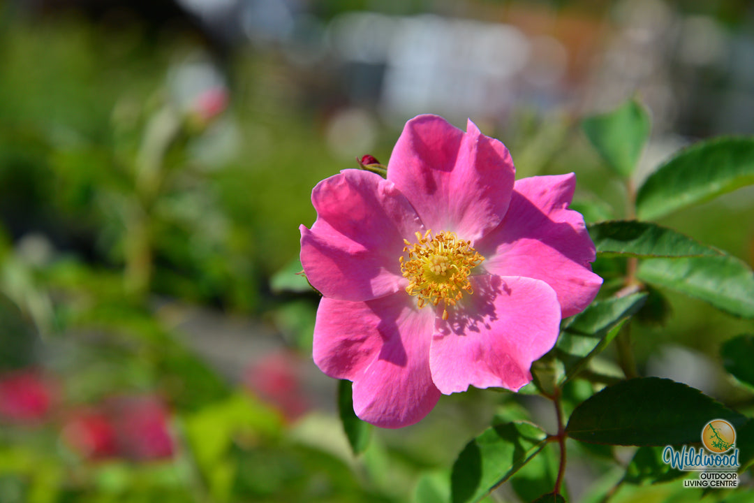 Nearly Wild - Weeks Rose