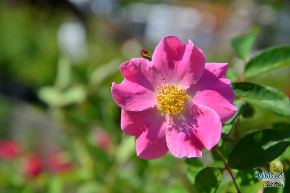 Nearly Wild - Weeks Rose