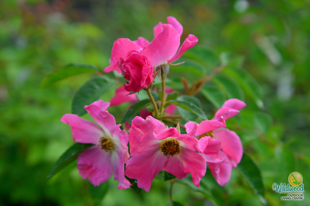 Nearly Wild - Weeks Rose