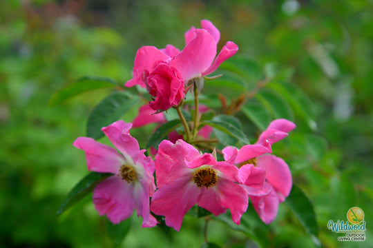 Nearly Wild - Weeks Rose