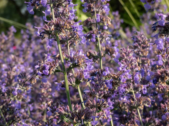 Catmint - Walker's Low, 1 Pack